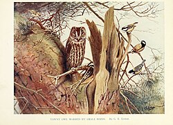 Tits (Paridae), a family of passerine bird, employ both mobbing behavior and alarm calls. In this illustration, a group of two great tits (Parus major) and a coal tit (Periparus ater, top right) are depicted mobbing a tawny owl (Strix aluco).