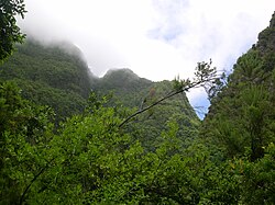 The recently discovered subspecies R. r. ellenthalerae occurs in laurisilva forest on La Palma (above) and El Hierro in the Canary Islands.