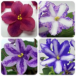 African violets exhibiting chimerism