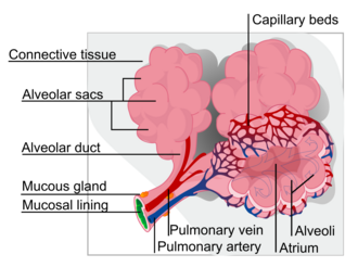 Fig. 3. An alveolus (plural: alveoli, from Latin alveus, "little cavity"), is an anatomical structure that has the form of a hollow cavity. They occur in the mammalian lung. They are spherical outcroppings of the respiratory bronchioles and are the primary sites of gas exchange with the blood.