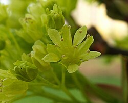 Flower, close-up