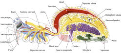 Internal anatomy of a spider, showing the nervous system in blue