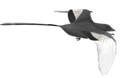Restoration of a long-tailed individual in flight