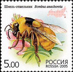 Bumblebees and human culture: Bombus anachoreta on a Russian postage stamp, 2005