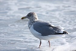 Adult in winter plumage, Cape May Point, New Jersey