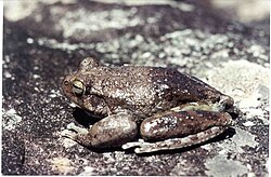 This frog changes its skin colour to control its temperature.