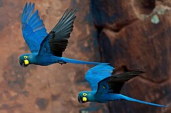 The Lear’s Macaw is an endangered species of Anodorhynchus, due to their territory being fragmented, and hunted for the illegal pet trade.