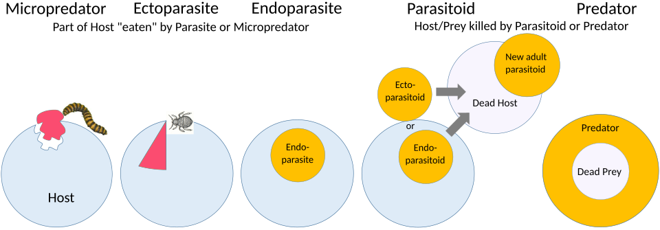 Micropredator, parasite, parasitoid, and predator strategies compared. Their interactions with their hosts form a continuum. Micropredation and parasitoidism are now considered to be evolutionary strategies within parasitism.[2]