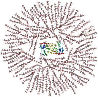 Schematic two-dimensional cross-sectional view of glycogen: A core protein of glycogenin is surrounded by branches of glucose units. The entire globular granule may contain around 30,000 glucose units.[1]