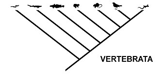 The same relationship, expressed as a cladogram typical for cladistics