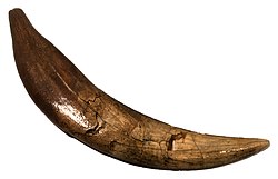 S. populator canine tooth; the tip points to the right
