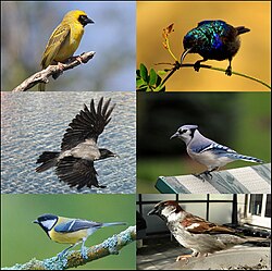 Clockwise from top right: Palestine sunbird (Cinnyris osea), blue jay (Cyanocitta cristata), house sparrow (Passer domesticus), great tit (Parus major), hooded crow (Corvus cornix), southern masked weaver (Ploceus velatus)