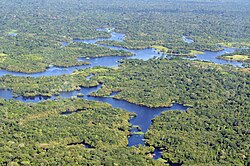 Aerial view of the Amazon rainforest near Manaus