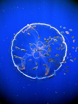Many animals of the open sea, like this Aurelia labiata jellyfish, are largely transparent.