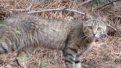 The Sardinian feral cat, long considered a subspecies of the African wildcat, are descended from domesticated cats.[134]