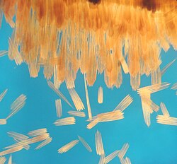 Wing scales form the color and pattern on wings. The scales shown here are lamellar. The pedicel can be seen attached to a few loose scales.