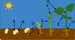 The stages of germination of a pea plant: A. seed coat, B. radicle, C. primary root, D. secondary root, E. cotyledon, F. plumule, G. leaf, H. tap root