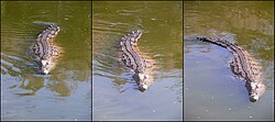 Nile crocodile swimming.