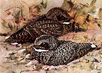 Common Poorwill, Phalaenoptilus nuttallii. Nominate race in foreground, Dusky Poorwill, Phalaenoptilus nuttalli californicus, in background.