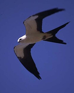 The swallow-tailed kite was named Falco forficatus in 1758.