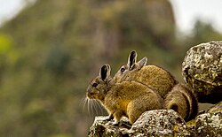 Two small wild rodents (chinchilla) perched on rocks at Machu Picchu.