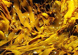 Kelp in Hazards Bay, Freycinet National Park, Tasmania, Australia