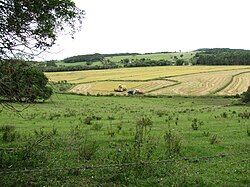 Rice farming in Mariana Pimentel