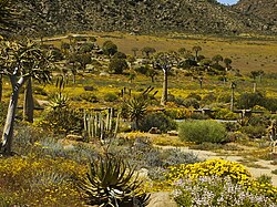 Spring flowers in Namaqualand