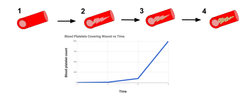 Platelet clotting demonstrates positive feedback. The damaged blood vessel wall releases chemicals that initiate the formation of a blood clot through platelet congregation. As more platelets gather, more chemicals are released that speed up the process. The process gets faster and faster until the blood vessel wall is completely sealed and the positive feedback loop has ended. The exponential form of the graph illustrates the positive feedback mechanism.