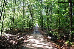 The Sonian Forest