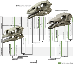 3D models of herbivorous dinosaurs, including S. stenops at right