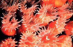 Montastraea cavernosa polyps with tentacles extended