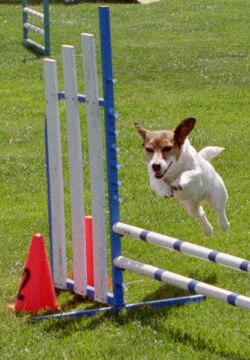 A Jack Russell Terrier competing in a dog agility event