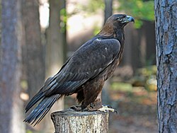 A captive Aquila chrysaetos canadensis shows the typical rusty coloration of the subspecies.