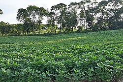 Soybean plantation in Novo Barreiro