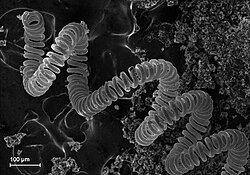 Scanning electron microscope image of a coiled coil tungsten filament