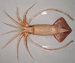 A female warty squid (Moroteuthis ingens)