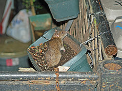 A brown rat in a flower box in the East Village of New York City