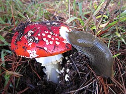 A banana slug, Ariolimax, feeding on an Amanita mushroom