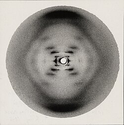 Photo 51, showing X-ray diffraction pattern of DNA