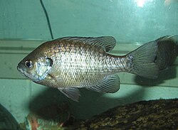 Small male bluegill sunfishes cuckold large males by adopting sneaker strategies.