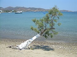 Tamarisk tree (almyriki) in Milos island, Greece