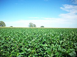 Soy fields near Runciman. The soy harvest, mostly for export, dominates Santa Fe agriculture.