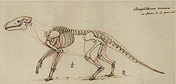 Georges Cuvier's 1812 unpublished version of the skeletal reconstruction of Anoplotherium commune with muscles. Today, the Paleogene mammal is thought to have gone extinct from the Grande Coupure extinction event in western Europe.[88]