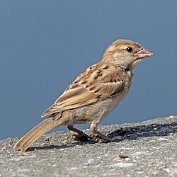 An immature of the Indian subspecies (P. d. indicus) in Rajasthan, India