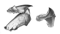 The two-part beak of the giant squid, Architeuthis sp.