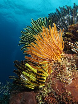 Colorful crinoids in shallow waters in Indonesia