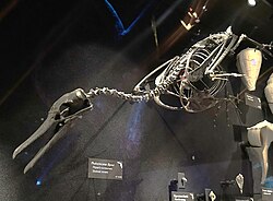 Reconstructed fossil skeleton of the extinct Miocene-aged Phalacrocorax filyawi, Florida Museum of Natural History