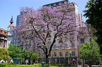 Jacarandá in bloom in Plaza Lavalle, the heart of Buenos Aires' legal district.