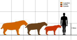 Size of the three Smilodon species compared to a human